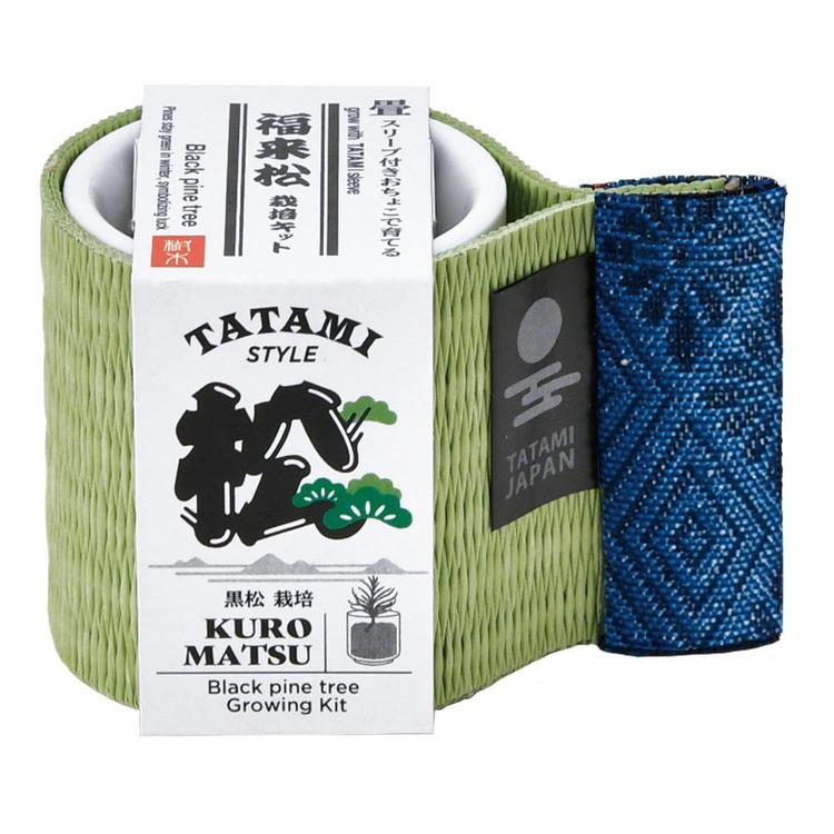 栽培キット栽培セット黒松鷹の爪五色とうがらし聖新陶芸【3種セット】お芽でたおちょこ畳 