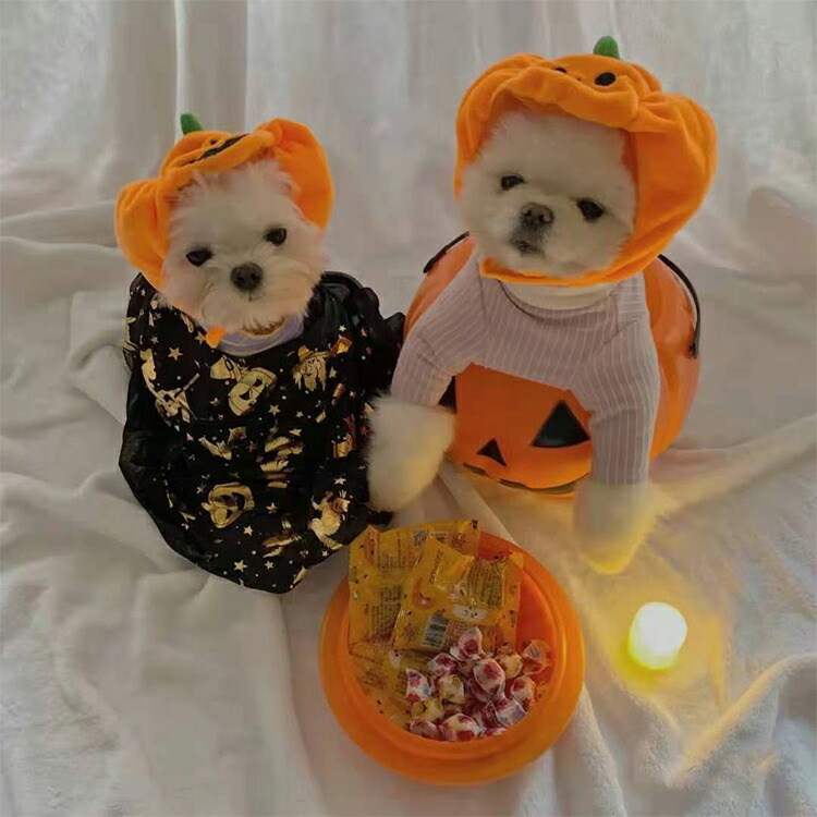 ハロウィーン犬猫帽子バンダナ コウモリオレンジ仮装 コスチューム 飾り 可愛い