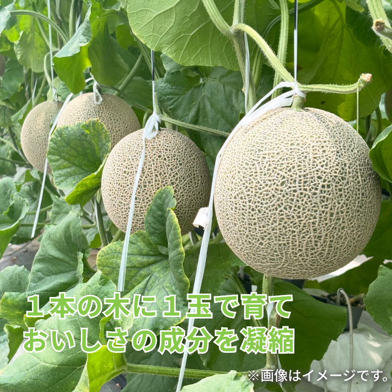 ビッグマスクメロン 2個入 爆買 : 郵便局物販サービスYahoo!店 - 通販