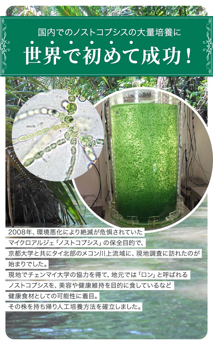 世界で初めてノストコプシスの大量培養に成功しました