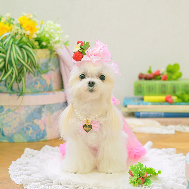 CanNana 姫リボン 犬アクセ 犬のアクセサリー 犬のリボン 【きゃんナナ