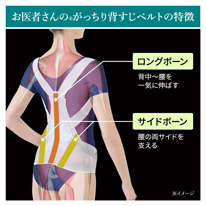 サポーター 背筋 骨盤 男女兼用 補正 美姿勢 サポートベルト