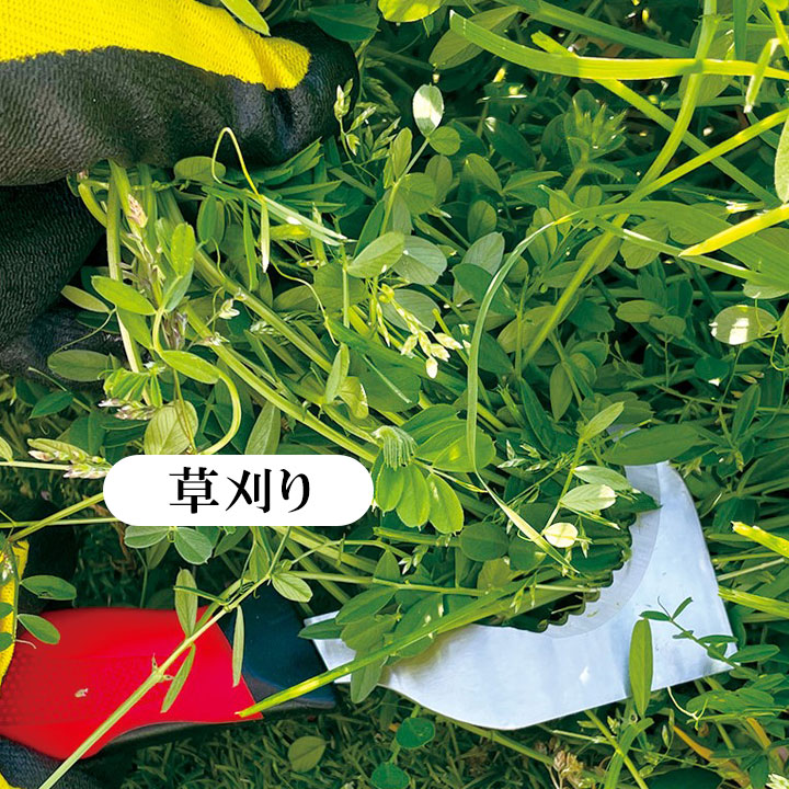 雑草 ナイフ 草刈り 際刈り 根切り 苔削り 掻き切り 便利