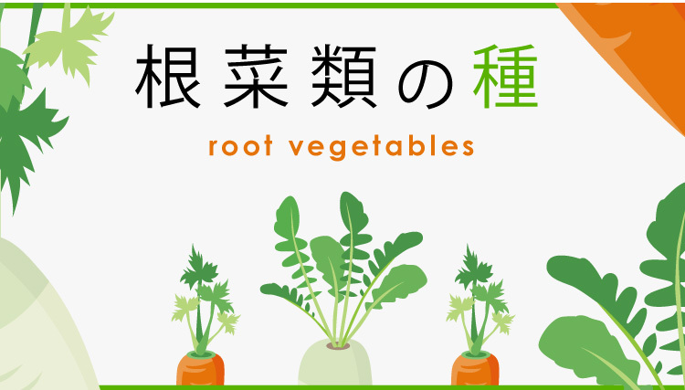 根菜類の種
