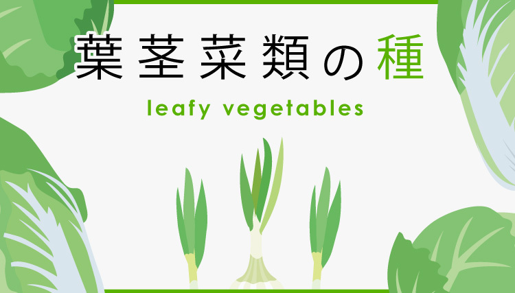 葉茎菜類の種