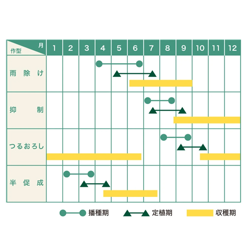 瑞帆 350粒 胡瓜 キュウリ きゅうり【久留米原種育成会 種 たね タネ】【通常5倍 5のつく日はポイント10倍】 |  | 01