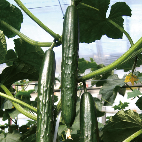 瑞帆 100粒 胡瓜 キュウリ きゅうり【久留米原種育成会 種 たね タネ】【通常5倍 5のつく日はポイント10倍】 | 