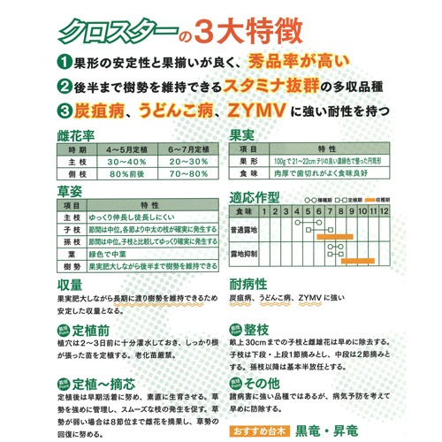 クロスター 350粒  胡瓜 キュウリ きゅうり【久留米原種育成会 種 たね タネ】【通常5倍 5のつく日はポイント10倍】 |  | 01