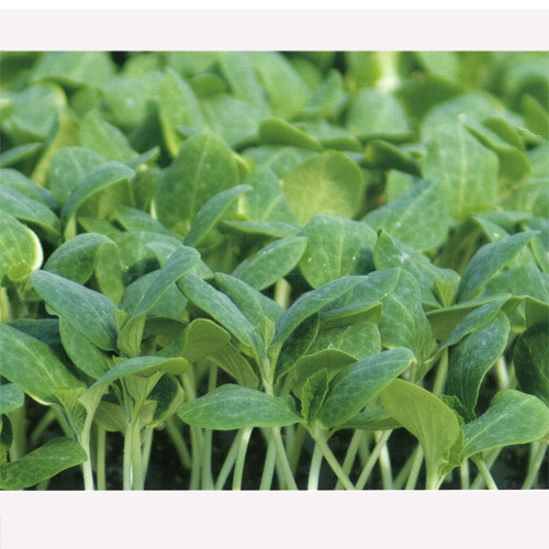 黒竜 350粒 台木 ダイギ だいぎ【久留米原種育成会 種 たね タネ】【通常5倍 5のつく日はポイント10倍】 | 