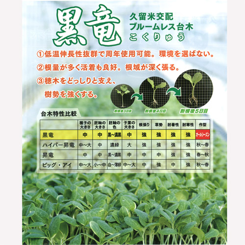 黒竜 350粒 台木 ダイギ だいぎ【久留米原種育成会 種 たね タネ】【通常5倍 5のつく日はポイント10倍】 |  | 02