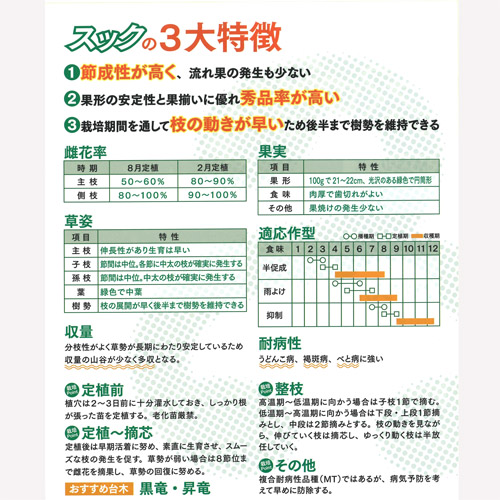 スック 350粒 胡瓜 キュウリ きゅうり【久留米原種育成会 種 たね タネ】【通常5倍 5のつく日はポイント10倍】 |  | 01