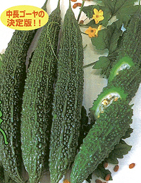 グリーンレイシブランド 100粒 苦瓜 ニガウリ 松永育成 【松永種苗 種 たね タネ】【通常5倍 5のつく日はポイント10倍】 | 