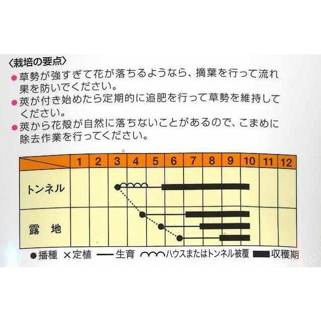 白い丸莢オクラ 1000粒 オクラ 松永育成 【松永種苗 種 たね タネ】【通常5倍 5のつく日はポイント10倍】 |  | 01