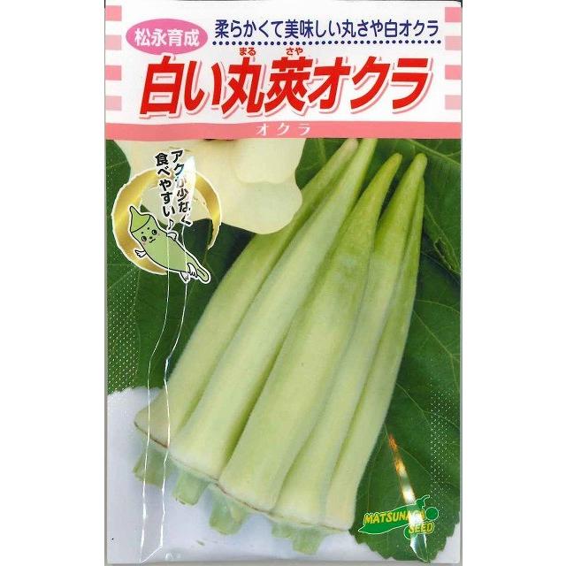 白い丸莢オクラ 1万粒 オクラ 松永育成 【松永種苗 種 たね タネ】【通常5倍 5のつく日はポイント10倍】