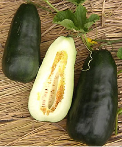 くろうり 漬用 1dl 【松永種苗 種 たね タネ】【通常5倍 5のつく日はポイント10倍】 | 