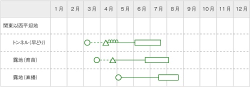 くろうり 漬用 1dl 【松永種苗 種 たね タネ】【通常5倍 5のつく日はポイント10倍】 |  | 01