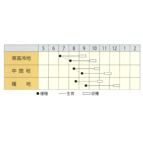 YR夏ぞなえ 8000詰 大根 ダイコン だいこん 宇治交配  【丸種 種 たね タネ】【通常5倍 5のつく日はポイント10倍】の画像