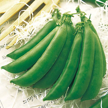 スナップ豌豆 グルメ タキイ育成 1L さやえんどう サヤエンドウ 莢豌豆【タキイ 種 たね タネ】【通常5倍 5のつく日はポイント10倍】 | 