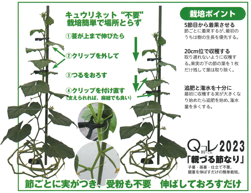 節成りスマート 100粒 胡瓜 キュウリ きゅうり 【トキタ 種 たね タネ】【通常5倍 5のつく日はポイント10倍】 |  | 02