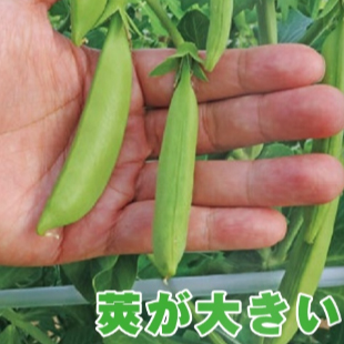 スジナインスナップ 2000粒　さやえんどう サヤエンドウ 莢豌豆【トキタ 種 たね タネ】【通常5倍 5のつく日はポイント10倍】 |  | 03