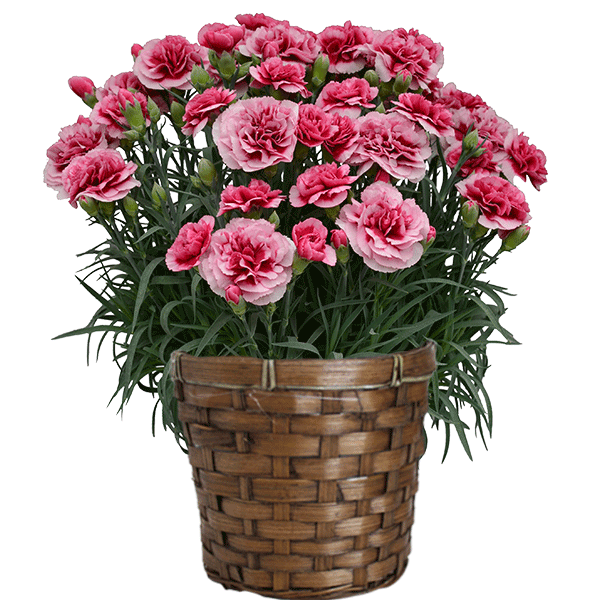 遅れてごめんね 母の日 プレゼント 花 カーネーション 8色から選べる 花鉢 ギフト 5号鉢 さくらもなか 送料無料 astk｜jyoei｜05
