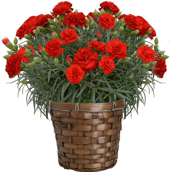 遅れてごめんね 母の日 プレゼント 花 カーネーション 8色から選べる 花鉢 ギフト 5号鉢 さくらもなか 送料無料 astk｜jyoei｜02