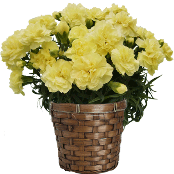 遅れてごめんね 母の日 プレゼント 花 カーネーション 8色から選べる 花鉢 ギフト 5号鉢 さくらもなか 送料無料 astk｜jyoei｜03