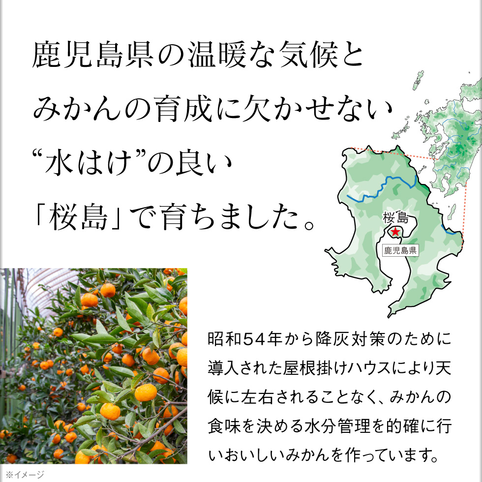 終売間近) みかん 鹿児島 小みかん 桜島 小ミカン 3kg 1箱 送料 終売間近) みかん 鹿児島 小みかん 桜島 小ミカン 3kg 1箱 送料