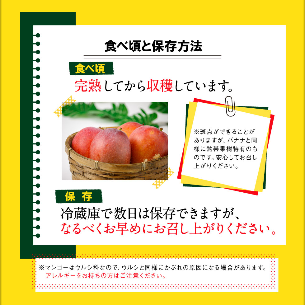 沖縄県産マンゴーファーストビュー