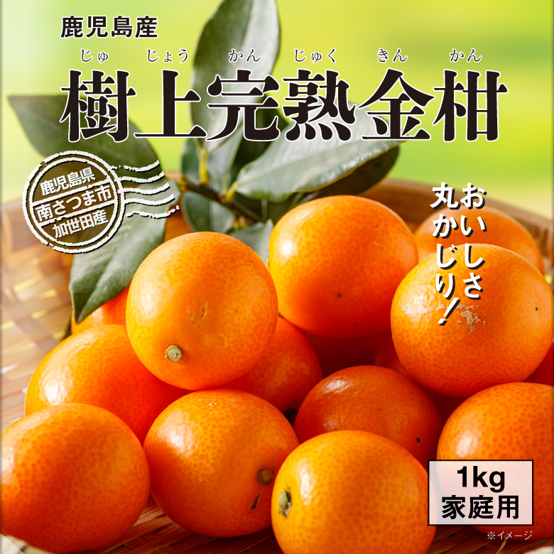 ポイント2倍) きんかん 訳あり 家庭用 金柑 1kg 鹿児島 樹上 完熟