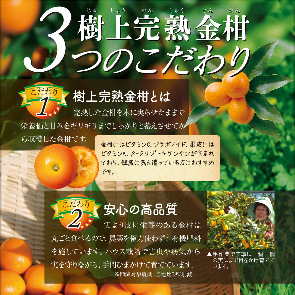 (ポイント2倍) きんかん 訳あり 家庭用 金柑 1kg 鹿児島 樹上 完熟 キンカン 黄金丸 送料無料 生 皮ごと 丸かじり 果物 ジャム  シロップ煮 甘露煮