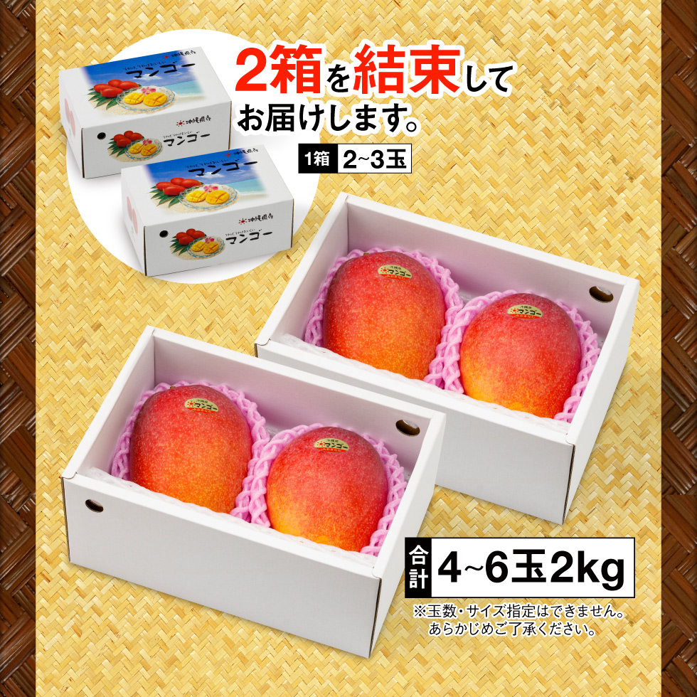 沖縄県産マンゴーファーストビュー