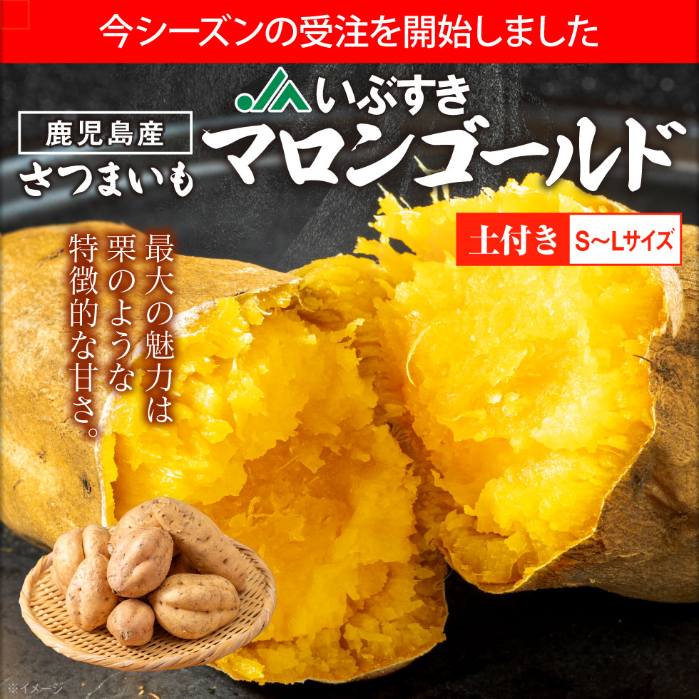 ポイント2倍) さつまいも マロンゴールド JAいぶすき 鹿児島産 生芋