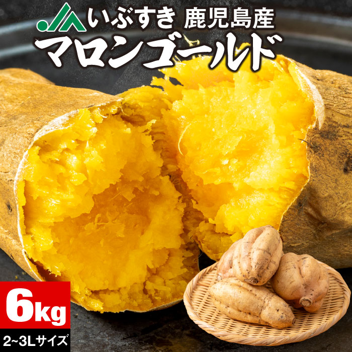 さつまいも マロンゴールド JAいぶすき 鹿児島産 生芋 SML 6kg 希少 栗