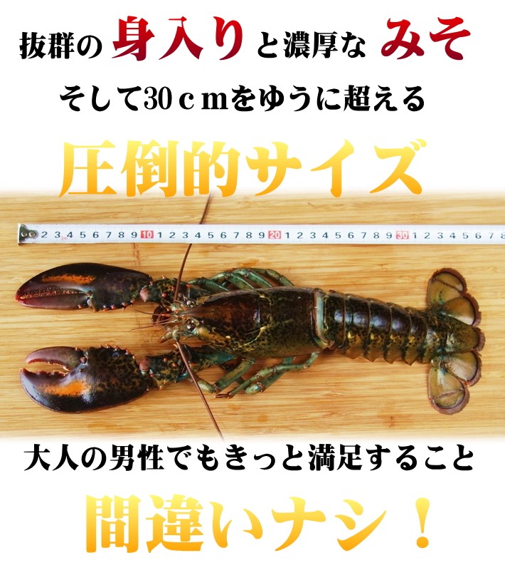 送料無料 カナダ東海岸産天然オマール海老特大400／450ｇ×５尾セット 身がギッシリ詰まった時期を厳選してお届け : omar-401 :  十文字屋商店 Yahoo!店 - 通販 - Yahoo!ショッピング