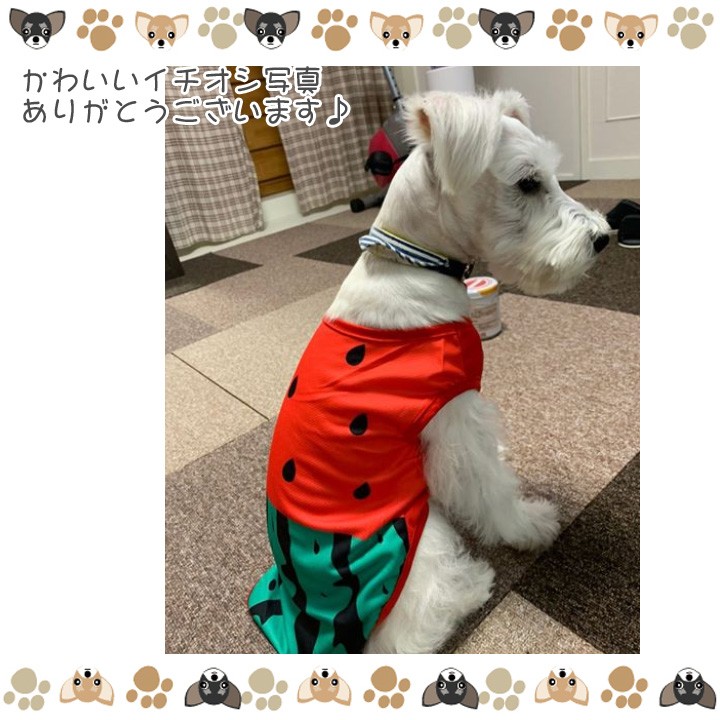 犬 服 犬服 犬の服 おしゃれトイプードル チワワ タンクトップ フルーツ スイカ柄 ソフトメッシュ ドッグウェア Md031 はっぴーdog本店 通販 Yahoo ショッピング