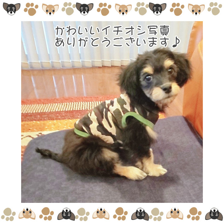 ワンちゃん服2着セット 楽天市場】トイプードル 服（つなぎ・カバーオール｜ドッグ