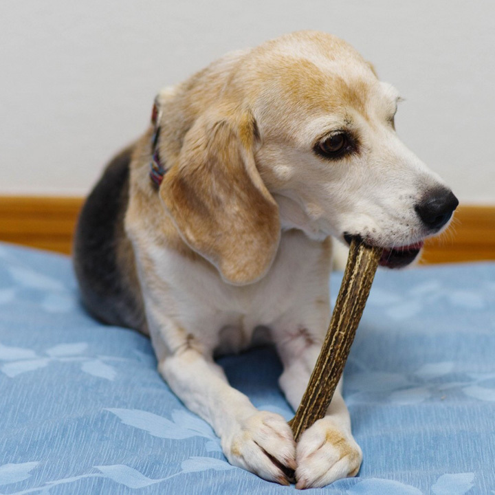 いつでも送料無料 1000円ポッキリ 犬 おもちゃ 鹿の角 半割 北海道 鹿角 犬のおもちゃ 犬用 噛む ドッグガム デンタルケア デンタル効果 口臭対策 壊れない 送料無料 Aynaelda Com