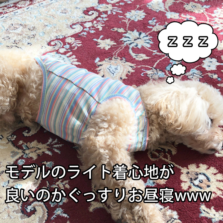 はっぴーDOG 犬 服 秋冬 秋 冬 夏 1000円ポッキリ 犬服 犬の服