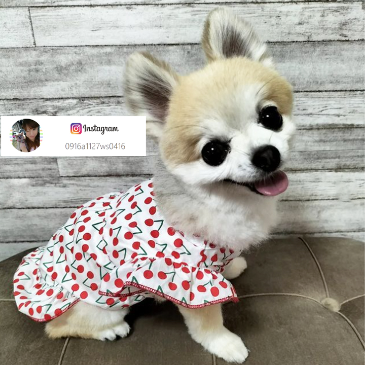 犬服　　　　夏柄　　　デザインワンピース　　見本 md106291.jpg