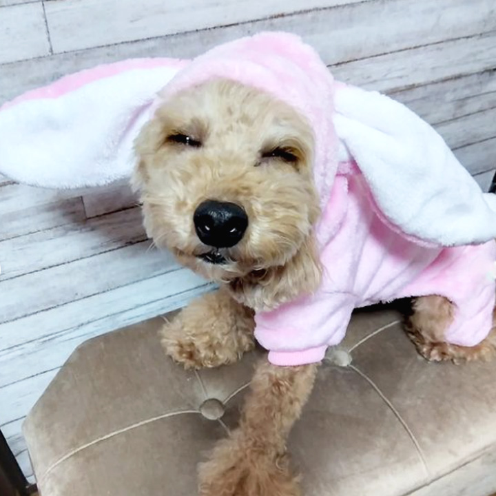 はっぴーDOG 犬 服 犬服 いぬ 犬の服 つなぎ ロンパース カバーオール