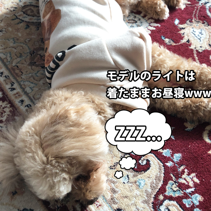 はっぴーDOG 犬 服 秋冬 秋 冬 夏 犬服 犬の服 おしゃれ トレーナー