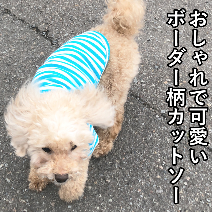 はっぴーDOG 犬 服 秋冬 秋 冬 夏 犬服 いぬ 犬の服 Tシャツ