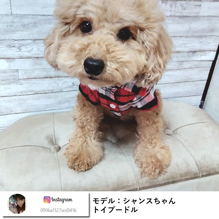 はっぴーDOG 犬服 犬 服 秋冬 秋 冬 犬の服 おしゃれ トイプードル