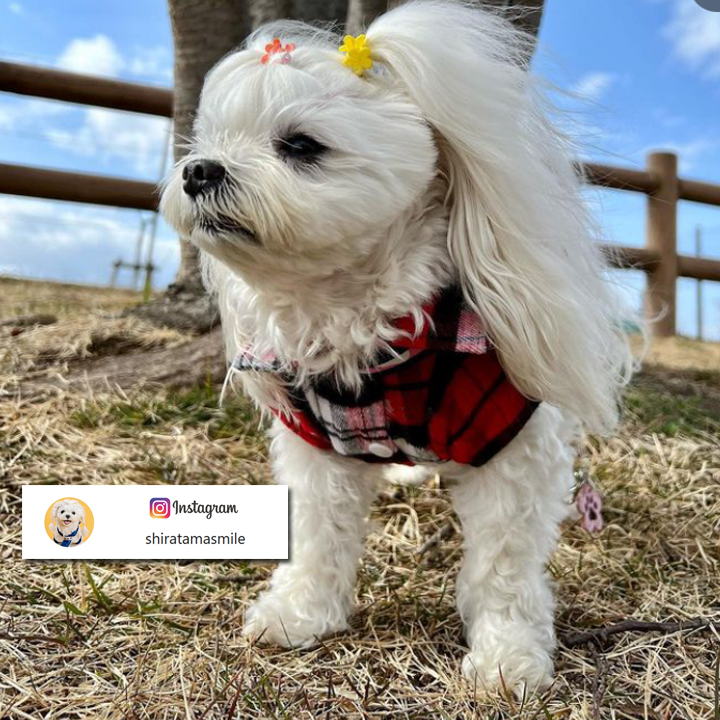 はっぴーDOG 犬服 犬 服 秋冬 秋 冬 犬の服 おしゃれ トイプードル