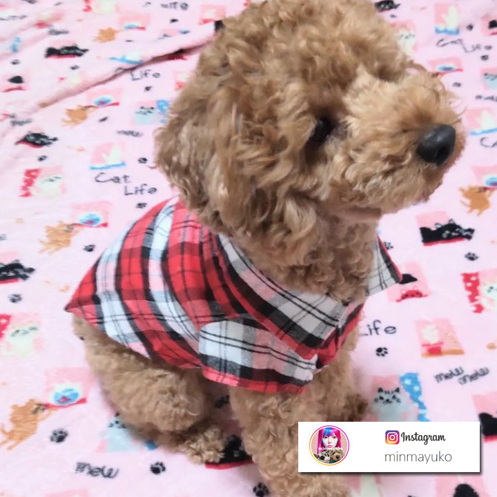 犬服 チェック柄 襟付きシャツ 2匹セット c3-pet66.jpg