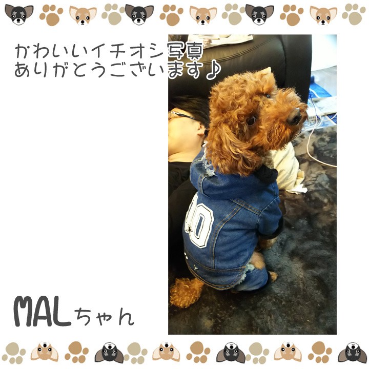 はっぴーDOG 犬服 犬 服 秋冬 秋 冬 犬の服 おしゃれ トイ