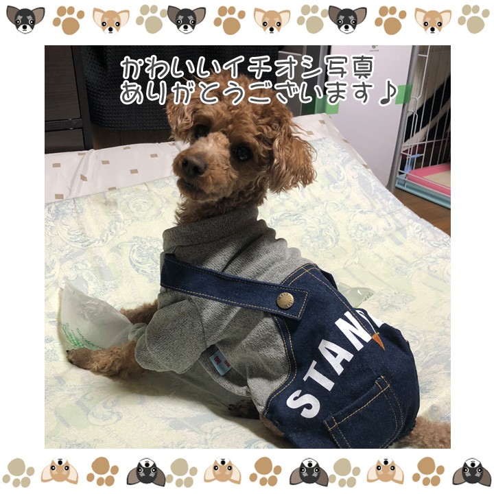 はっぴーDOG 犬服 犬 服 秋冬 秋 冬 犬の服 おしゃれ トイプードル