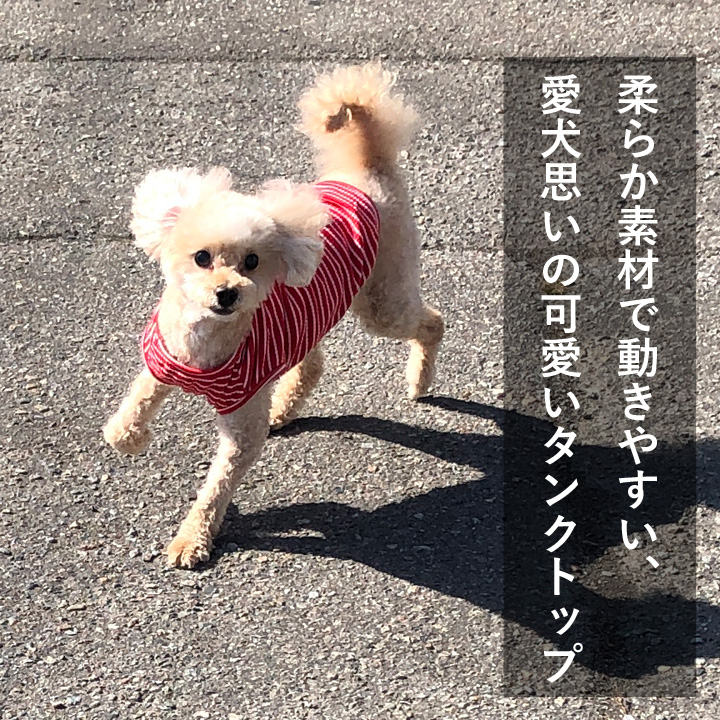 はっぴーDOG 犬 服 秋冬 秋 冬 夏 1000円ポッキリ 犬服 犬の服 はっぴーDOG 犬 服 秋冬 秋 冬 夏 1000円ポッキリ 犬服 犬の服