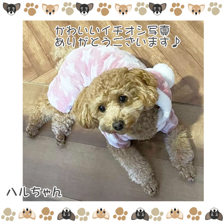 はっぴーDOG 犬服 トイプードル 犬 服 秋冬 秋 冬 犬の服 チワワ